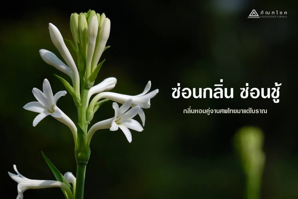 ดอกซ่อนกลิ่น