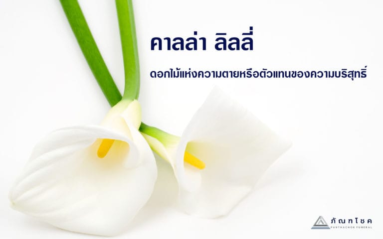 ดอกคาลล่า ลิลลี่