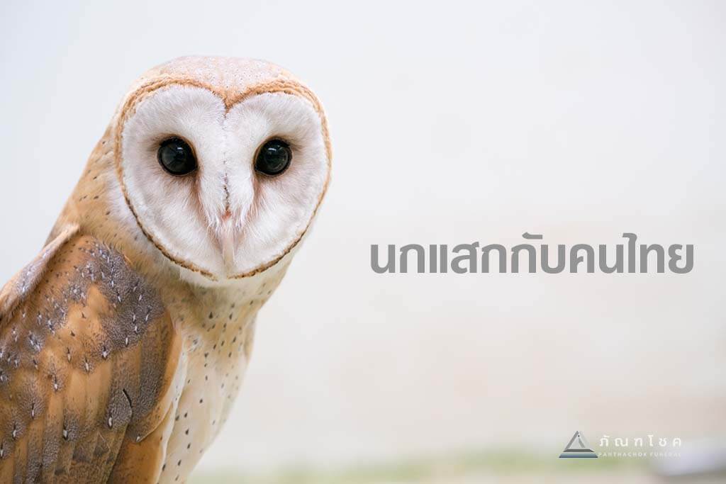 นกแสก